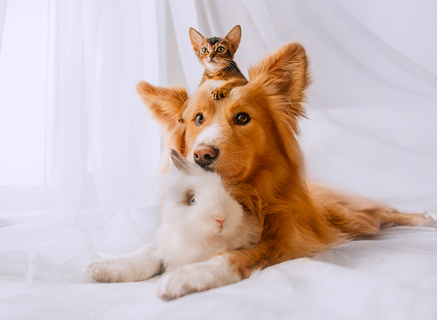 Toilettage de chiens, chats et lapin à domicile à Pont-à-Marcq