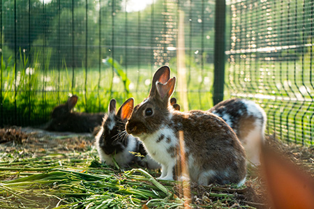 Toilettage pour lapins d'extérieur à domicile à Pont-à-Marcq
