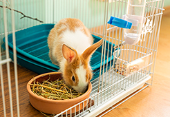 Toilettage de lapins d'intérieur à domicile à Pont-à-Marcq