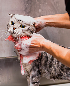 Lavage de chat à domicile à Pont-à-Marcq