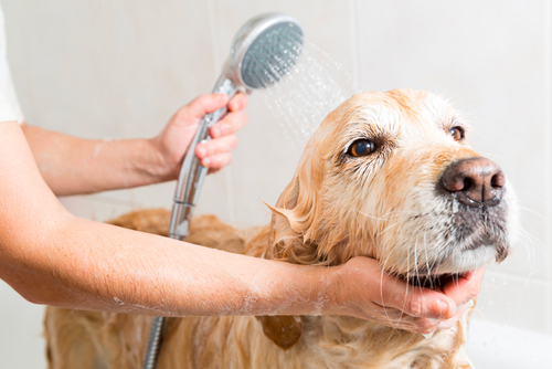 Lavage de chien à domicile à Pont-à-Marcq