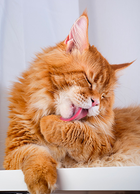 Toilette de chat à domicile à Pont-à-Marcq