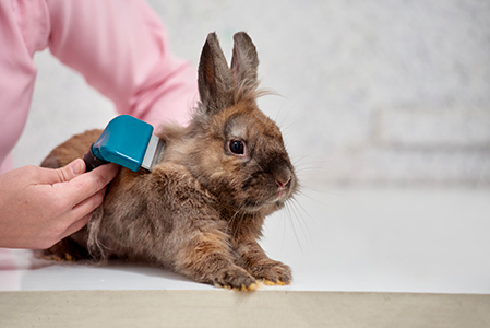 Toilettage de lapin à domicile à Pont-à-Marcq