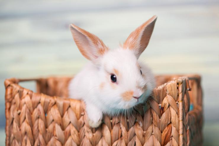 Toilettage des lapins