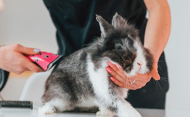 Oui, les lapins aussi ont le droit de se détendre !